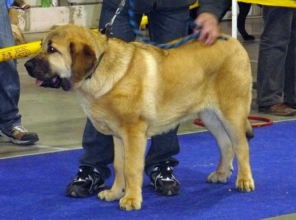 Churchill z Kraje Sokolu: Very promising 2 - Puppy Class Males, International Show, Prague 16.11.2008   
(Amigo Zeus Bis Mastibe x Feimi z Kraje Sokolu)
Born: 14.05.2008

Photo: Lenka Erbenova - © Copyright
Keywords: 2008 sokol