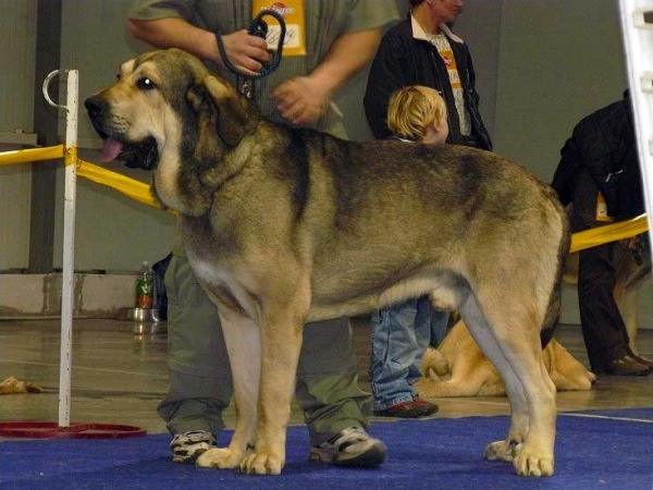 Freon z Kraje Sokolu: Exc 1, CAC, CACIB - Open Class Males, International Show, Prague 16.11.2008
(Sultan x Aylen z Kraje Sokolu)
Born: 31.01.2006 

Photo: Lenka Erbenova - © Copyright
Keywords: 2008 sokol