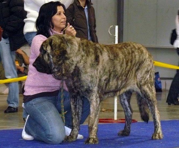 Holly Mastibe: Exc 1, CAC, Res.CACIB - Open Class Females, International Show, Prague 16.11.2008
(Druso de la Aljabara x Connie Mastibe)
Born: 03.07.2006

Photo: Lenka Erbenova - © Copyright
Keywords: 2008 mastibe