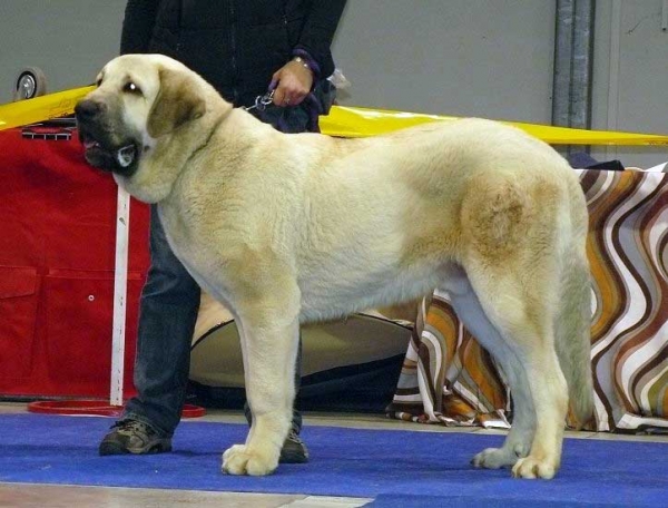 Pepe Tornado Erben: Very promising 1 - Puppy Class Males, International Show, Prague 16.11.2008
(Ramonet x Florita Maja Tornádo Erben)
Born: 01.03.2008

Photo: Lenka Erbenova - © Copyright
Keywords: 2008 tornado