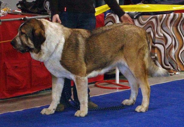 Abbigail z Polabských Blat:  Exc 1, CAC - Intermediate Class Females, International Show, Prague 16.11.2008
(Sultan x Daren z Kraje Sokolu)
Born: 05.12.2006 

Photo: Iva Jarova - © Copyright

 
Keywords: 2008