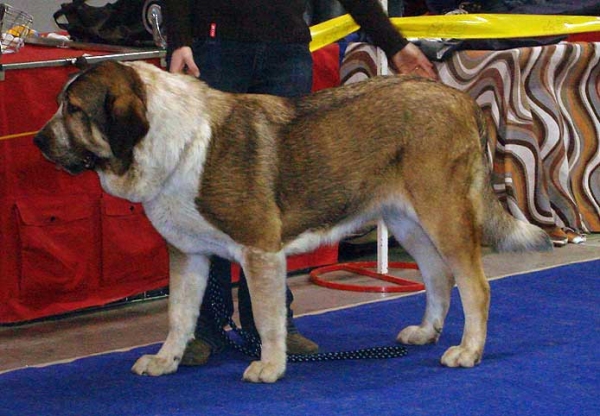 Abbigail z Polabských Blat:  Exc 1, CAC - Intermediate Class Females, International Show, Prague 16.11.2008
(Sultan x Daren z Kraje Sokolu)
Born: 05.12.2006 

Photo: Iva Jarova - © Copyright

 
Keywords: 2008