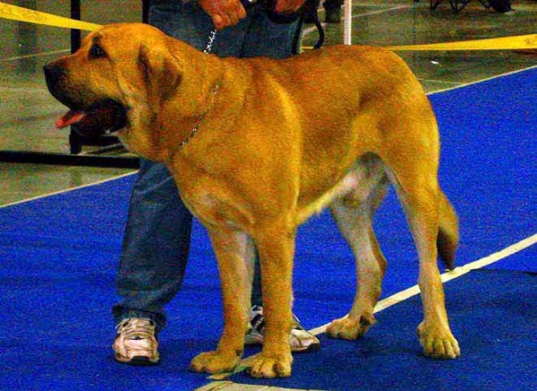 Anry Calverota: Exc 3 - Young Class Males, International Show, Prague 16.11.2008  
(Unique du Domaine du Runneval x Ginny Mastibe)
Born: 29.06.2007

Photo: Iva Jarova - © Copyright
Keywords: 2008 calverota