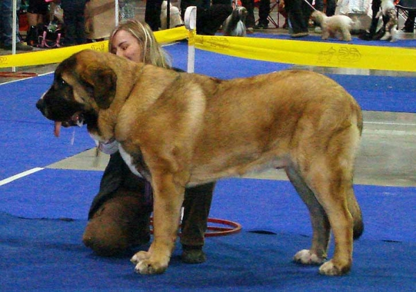 Aragon vom Eisinger Land: Exc 1, CAJC - Young Class Males, International Show, Prague 16.11.2008  
(Arak z Kraje Sokolu x Luana von Haus vom Steraldted)
Born: 29.12.2007
owner: Hana Schmidtova

Photo: Iva Jarova - © Copyright

Keywords: 2008 sokol