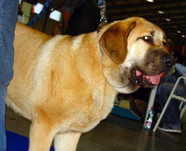 Churchill z Kraje Sokolu: Very promising 2 - Puppy Class Males, International Show, Prague 16.11.2008   
(Amigo Zeus Bis Mastibe x Feimi z Kraje Sokolu)
Born: 14.05.2008

Photo: Iva Jarova - © Copyright
  
 
Keywords: 2008 sokol