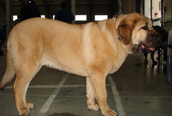 Churchill z Kraje Sokolu: Very promising 2 - Puppy Class Males, International Show, Prague 16.11.2008   
(Ramonet x Florita Maja Tornádo Erben)
Born: 01.03.2008 

Photo: Iva Jarova - © Copyright
Keywords: 2008 sokol