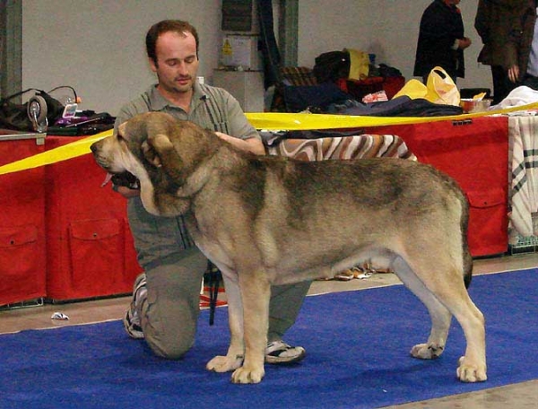 Freon z Kraje Sokolu: Exc 1, CAC, CACIB - Open Class Males, International Show, Prague 16.11.2008
(Sultan x Aylen z Kraje Sokolu)
Born: 31.01.2006

Photo: Iva Jarova - © Copyright
 
  
 
  
 
Keywords: 2008 sokol