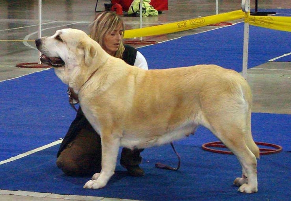 Gia z Kraje Sokolu:  Exc 2, Res.CAC - Open Class Females, International Show, Prague 16.11.2008
(Sultan x Clea z Kraje Sokolu)
Born: 10.06.2006 

Photo: Iva Jarova - © Copyright
 
 
  
 
Keywords: 2008 sokol