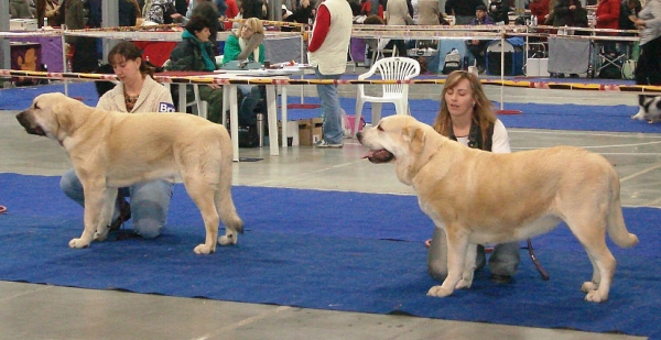 GIA Z KRAJE SOKOLU: exc. 1, CAC, CACIB, BOB (Intermediate Class Females) LOIS TORNADO ERBEN: exc. 1, CAJC (Young Class Females) - International Show Praha, 18.11.2007
Keywords: 2007