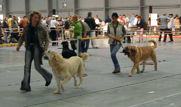 Gia z Kraje Sokolu, Exc.1, CAJC & Amiga Zula Bis Mastibe, Exc.1, CAC, CACIB, BOB - International show, Prague 29.04.2007
Gia: (Sultan x Clea z Kraje Sokolu) Born: 10.06.2006
Amiga Zula: Enamorado Ernesto Mastibe x Feya Mastibe) Born: 31.05.2005
Keywords: 2007