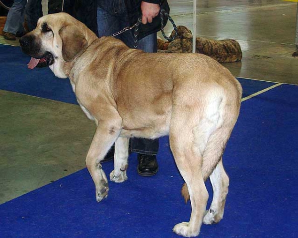 Hera Tornado Erben: Exc 3 - , Open Class Females, International Show, Prague 16.11.2008
(Druso de la Aljabara x Cassandra Tornado Erben)
Born: 11.08.2005 

Photo: Iva Jarova - © Copyright

 
 
  
 
Keywords: 2008 tornado