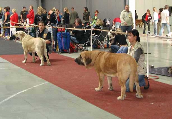 Hera Tornado Erben, Exc.1, CAC, Res.CACIB & Amiga Zula Bis Mastibe, Exc.1, CAC, CACIB, BOB - International show, Prague 29.04.2007
Hera: (Druso de la Aljabara x Cassandra Tornádo Erben) - Born: 11.08 2005  
Amiga Zula: Enamorado Ernesto Mastibe x Feya Mastibe) - Born: 31.05.2005
Keywords: 2007