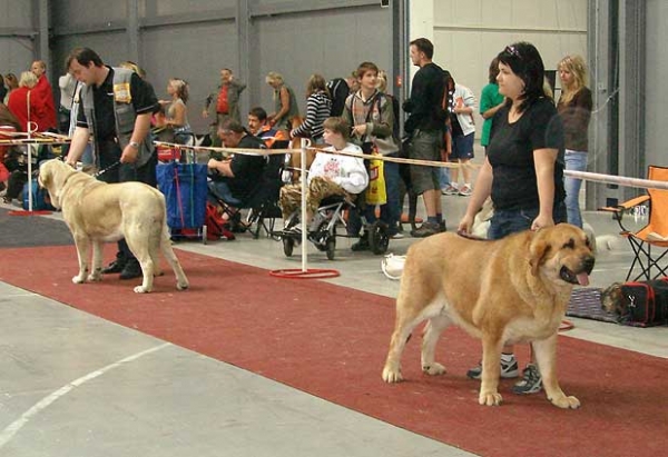 Hetty Tornado Erben, Very Good 2 & Hera Tornado Erben, Exc.1, CAC, Res.CACIB - Intermediate Class Females, International show, Prague 29.04.2007
(Druso de la Aljabara x Cassandra Tornádo Erben)
Born: 11.08 2005  
Keywords: 2007