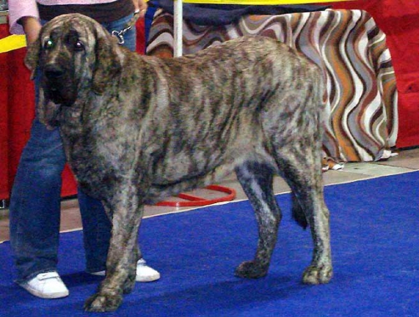 Holly Mastibe: Exc 1, CAC, Res.CACIB - Open Class Females, International Show, Prague 16.11.2008
(Druso de la Aljabara x Connie Mastibe)
Born: 03.07.2006 

Photo: Iva Jarova - © Copyright
 
  
 
Keywords: 2008 mastibe