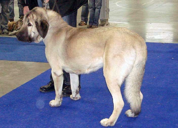 Luna Tornado Erben: Very Good 2 - Intermediate Class Females, International Show, Prague 16.11.2008
(Basil Mastifland x Florita Maja Tornado Erben)
Born: 13.12.2006

Photo: Iva Jarova - © Copyright
 
Keywords: 2008 tornado