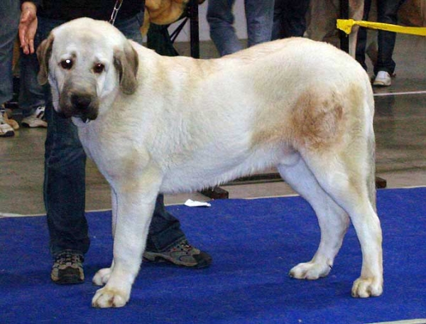 Pepe Tornado Erben: Very promising 1 - Puppy Class Males, International Show, Prague 16.11.2008
(Ramonet x Florita Maja Tornado Erben)
Born: 01.03.2008 

Photo: Iva Jarova - © Copyright
 
  
 
Keywords: 2008 tornado