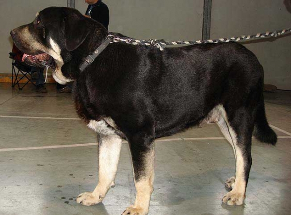 Rodo de Valdejera: Exc 2 - Young Class Males, International Show, Prague 16.11.2008
(Nistos de Valdejera x Vita de Valdejera)
Born: 23.08.2007 

Photo: Iva Jarova - © Copyright
 
Keywords: 2008 bubakova