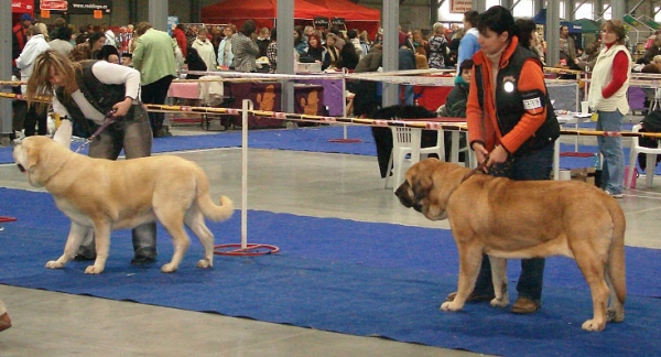 AMIGA ZULA BIS MASTIBE: exc.1. CAC, res.CACIB (Open Class Females) & GIA Z KRAJE SOKOLU: exc.1 , CAC, CACIB, BOB (Intermediate Class Females) - International Show Prague, 18.11.2007
Keywords: 2007