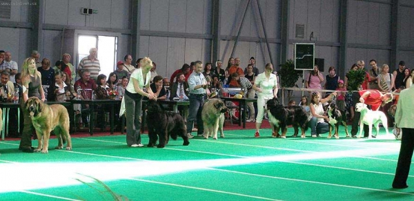 Aragon vom Eisinger Land in the Final, International Dog Show, Prague, Czech Republic - 03.05.2009
(Arak z Kraje Sokolu x Luana vom Haus vom Steraldted)
Born: 29.12.2007
Keywords: 2009 sokol