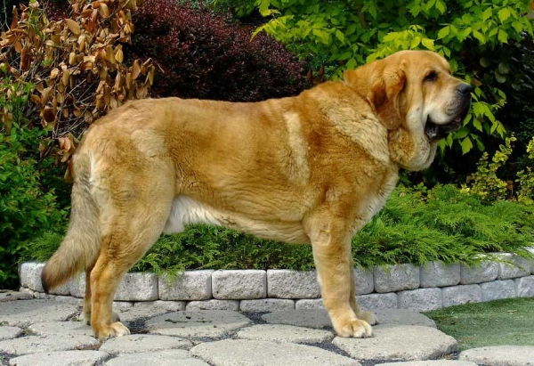 Ydalgo León Tornado Erben: World Winner, BOB - World Dog Show, Salzburg, Austria - 20.05.2012  
YDALGO LEON TORNADO ERBEN – EXC. 1, CACA, CACIB, World Winner, BOB - Best of Breed
(Brutus del Dharmapuri X Sofia Sol Tornado Erben)

Keywords: 2012 World Dog Show tornado