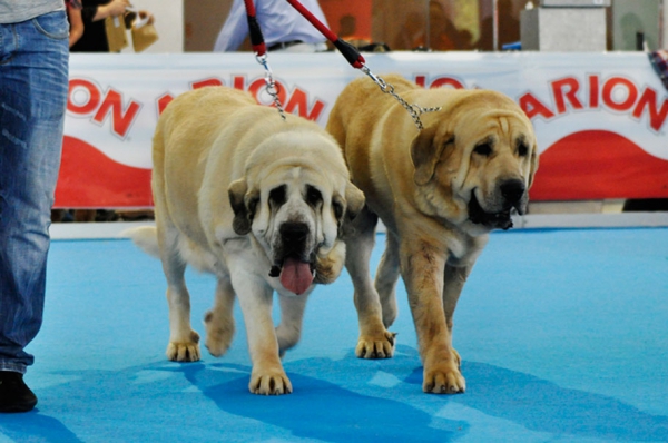 Bologna de Montes del Pardo & Princibe de Montes del Pardo:  Mejor Pareja de la exposición Internacional de Talavera 2015
Keywords: 2015 pardo