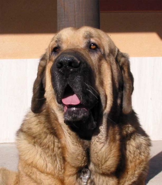 Mastín at the show in Mansilla de las Mulas 07-11-2004
Keywords: mulas04 head portrait cabeza