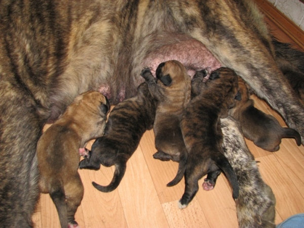 Puppies from Madridsky Dvor - born 22.08.2008
Neron de Filandon x Hessi Mastibe
22.08.2008 

Keywords: puppyrussia cortedemadrid