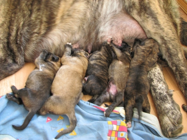 Puppies of Neron de Filandon and Hessi Mastibe - born 22.08.2008
Neron de Filandon x Hessi Mastibe
22.08.2008 

Keywords: puppyrussia cortedemadrid