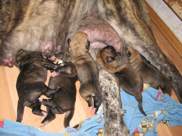 Puppies of Neron Neron de Filandon and Hessi Mastibe - born 22.08.2008
Neron de Filandon x Hessi Mastibe
22.08.2008 

Keywords: puppyrussia cortedemadrid