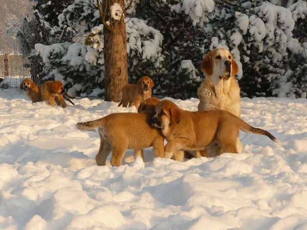 Puppies from Tornado Erben 
2. Winner Photo of January 2009 in Mastin Gallery
Keywords: tornado snow nieve