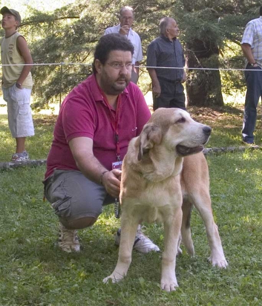 Laguna, VG 1 Puppy Class Female - Barrios de Luna, León, Spain 10.09.2006
(Ron de Babia x Trufa de Trashumancia) 
Born: 28.03.2006 
Keywords: 2006 payuelos