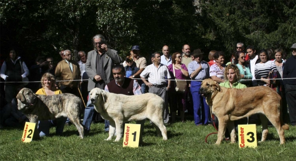 Winners Puppy Class Females - Clase Cachorros Hembras, Barrios de Luna 14.09.2008
Keywords: 2008