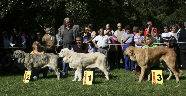 Winners Puppy Class Females - Clase Cachorros Hembras, Barrios de Luna 14.09.2008
Keywords: 2008