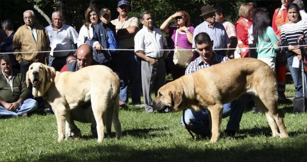 Puppy Class Females - Clase Cachorros Hembras, Barrios de Luna 14.09.2008
Keywords: 2008