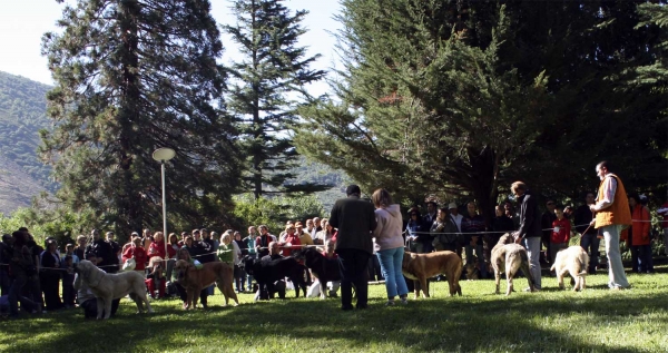 Puppy Class Males - Clase Cachorros Machos, Barrios de Luna, León, Spain 14.09.2008
Keywords: 2008