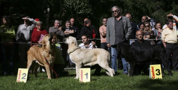 Winners Puppy Class Males - Clase Cachorros Machos, Barrios de Luna 14.09.2008
Keywords: 2008