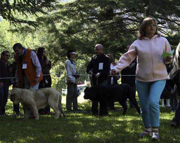 Puppy Class Males - Clase Cachorros Machos, Barrios de Luna 14.09.2008
Keywords: 2008