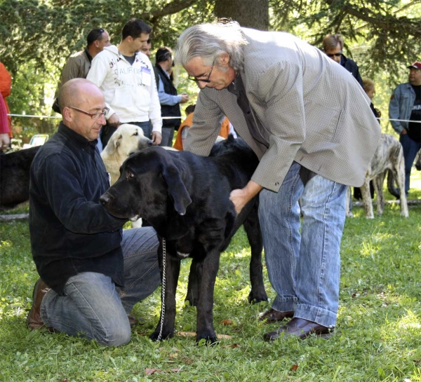 Puppy Class Males - Clase Cachorros Machos, Barrios de Luna 14.09.2008
Keywords: 2008