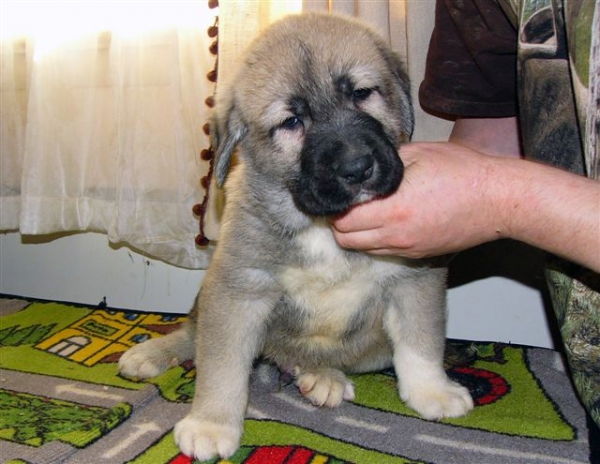 Puppy from Angel De La Asturias (USA) - born 28.10.2007
Keywords: puppyusa himmelberg