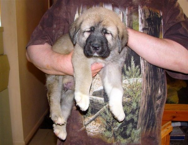 Puppy from Angel De La Asturias (USA) - born 28.10.2007
Keywords: puppyusa himmelberg