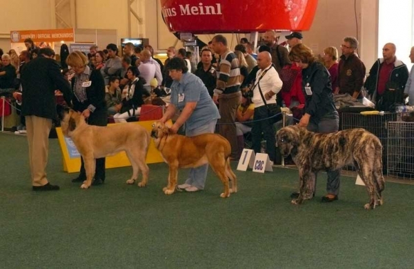 Puppy Class Females - World Dog Show 2009, Bratislava
