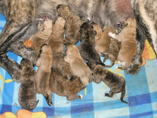 Tornado Erben puppies born 05.08.08
Nilo de Campollano x Eleonore Lu Dareva
05.08.2008

Keywords: puppyczech tornado