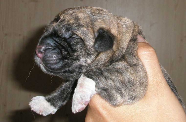 Male puppy from Tornado Erben born 05.08.2008
Nilo de Campollano x Eleonore Lu Dareva
05.08.2008

Keywords: puppyczech tornado