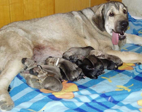 Linda Tornado Erben and her puppies - born 12.08.2008
Caruso x Jch. Linda Tornado Erben
11.08.2008

Keywords: puppyczech tornado