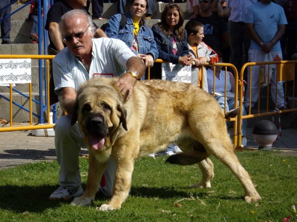 Rambo de Montes del Pardo: Exc.9 - Open Class Males, XXVII Monográfica AEPME, 15.09.2007
Keywords: 2007 pardo