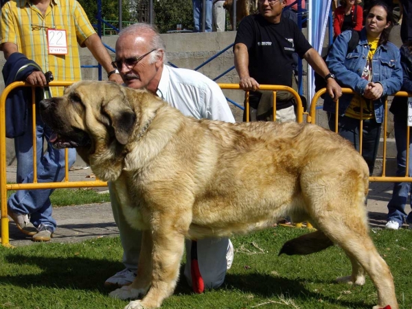 Rambo de Montes del Pardo: Exc.9 - Open Class Males, XXVII Monográfica AEPME, 15.09.2007
Keywords: 2007 pardo