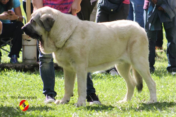 Rambo de La Majada de Robles - Barrios de Luna 16.09.2014
(Firme de La Majada de Robles X Galia de La Majada de Robles
Keywords: 2014 majada