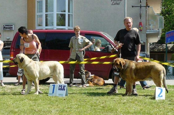 Ramonet: Exc. 1, CAC & Hugo Mastibe: Very Good 2 - Young Class Males, National show Selec 01.06.2007
Ramonet: (Ron de Babia x Trufa de Trashumancia) - Born: 28.03.2006 
Hugo: (Druso de la Aljabara  x Connie Mastibe) Born: 03.07.2006

 
Keywords: 2007