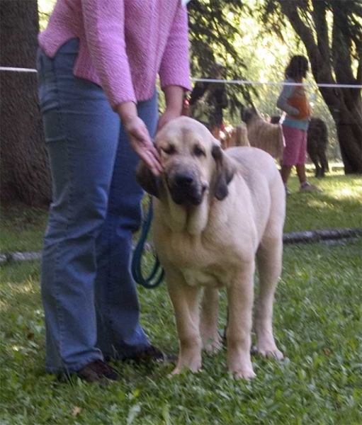 Ramonet (Los Payuelos) - VG 1 Puppy Class Males & Best Puppy - Barrios de Luna, León, Spain 10.09.2006
Keywords: 2006 puppyspain puppy cachorro