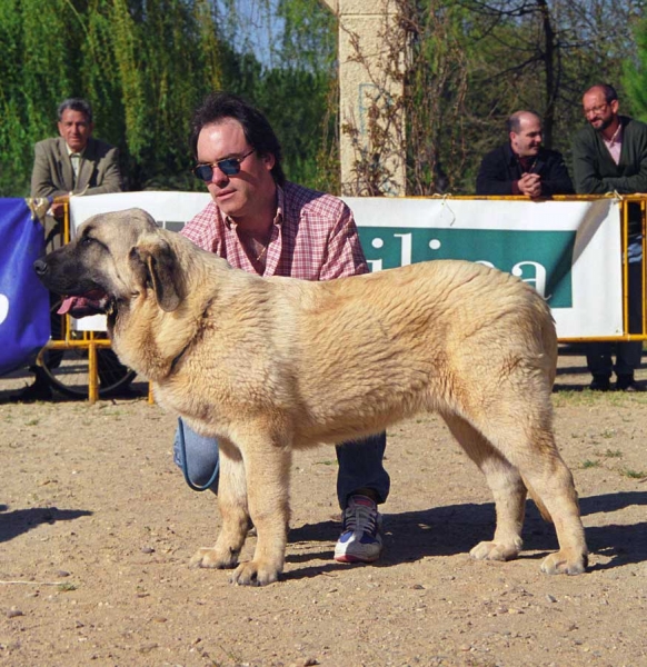 Recio de Valdejera, VG 1 - Puppy Class MAles,  Monográfica AEPME, Palencia 1999
Golfo de Valdejera x Ch. Iris de Valdejera
Born: 07.10.1998

Photo: Jonas Nielsen - © Copyright. 
Keywords: 1999